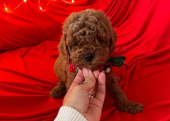 Safkan Toy Poodle Bebekler